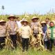 Dukung Swasembada Pangan, Polres Aceh Barat Hadiri Panen Jagung Kuartal II di Samatiga