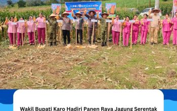 Wakil Bupati Karo Hadiri Panen Raya Jagung Serentak Dukung Swasembada Pangan Tahun 2026