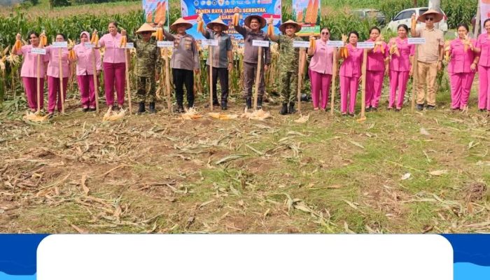 Wakil Bupati Karo Hadiri Panen Raya Jagung Serentak Dukung Swasembada Pangan Tahun 2026
