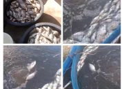 Black Out Sumatera Berujung Petaka di Madina, Ratusan Kilo Ikan Mati dan Peternak Rugi Puluhan Juta