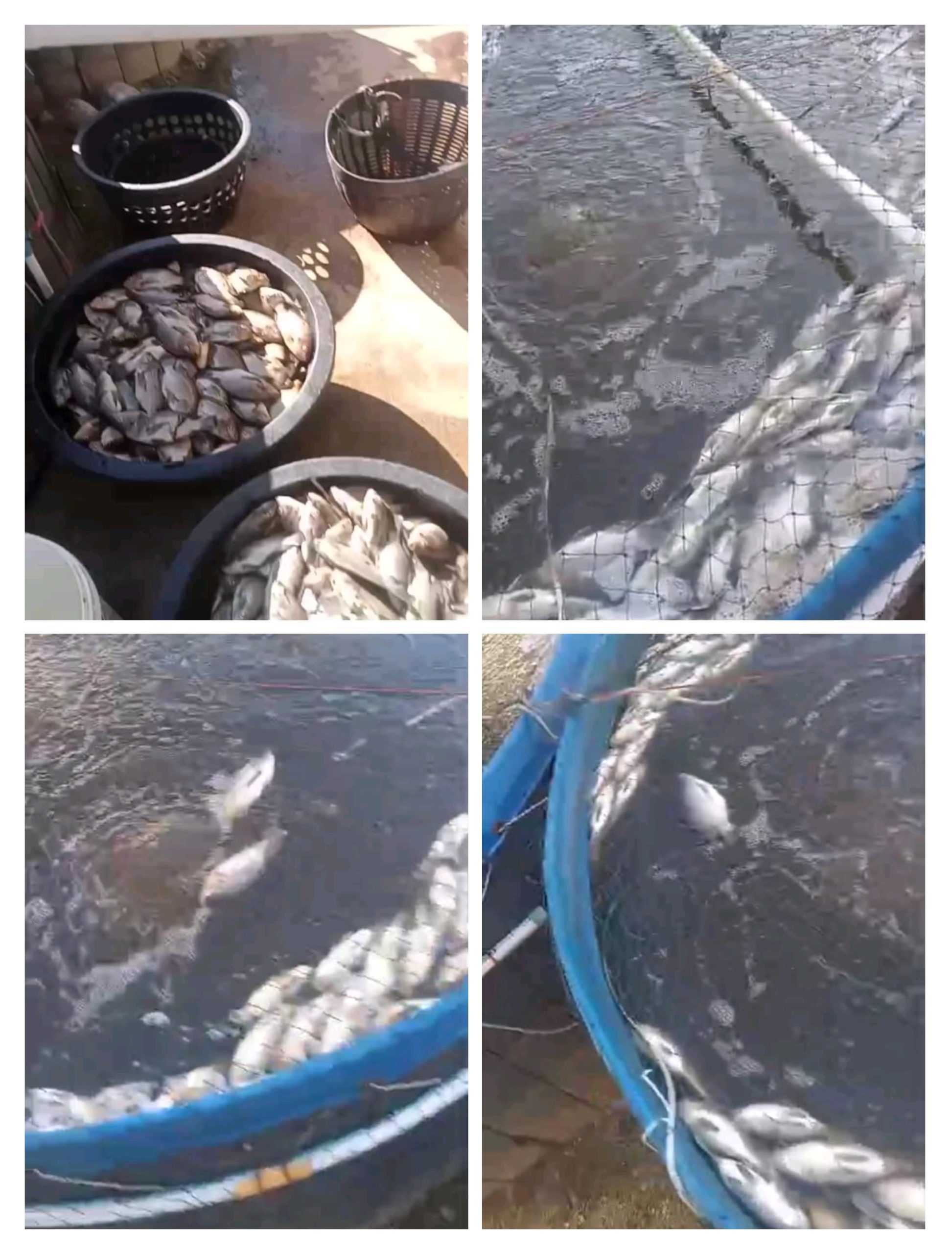 Black Out Sumatera Berujung Petaka di Madina, Ratusan Kilo Ikan Mati dan Peternak Rugi Puluhan Juta