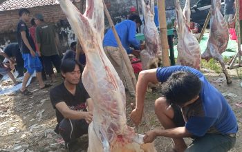 ‎Jamaah Musolah Assurur Cikarang Gelar Penyembelihan Hewan Kurban Iduladha 1447 H, Salurkan Paket Daging untuk Warga Kurang Mampu