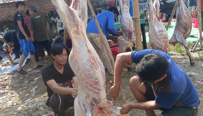 ‎Jamaah Musolah Assurur Cikarang Gelar Penyembelihan Hewan Kurban Iduladha 1447 H, Salurkan Paket Daging untuk Warga Kurang Mampu