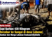 Sapi Qurban 430 Kilogram Tercebur ke Sungai di desa Lobener, Damkar dan Warga Lakukan Evakuasi Dramatis