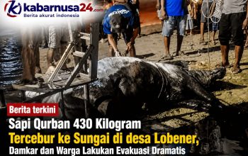 Sapi Qurban 430 Kilogram Tercebur ke Sungai di desa Lobener, Damkar dan Warga Lakukan Evakuasi Dramatis Sapi Qurban 430 Kilogram Tercebur ke Sungai di desa Lobener, Damkar dan Warga Lakukan Evakuasi Dramatis