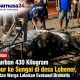 Sapi Qurban 430 Kilogram Tercebur ke Sungai di desa Lobener, Damkar dan Warga Lakukan Evakuasi Dramatis