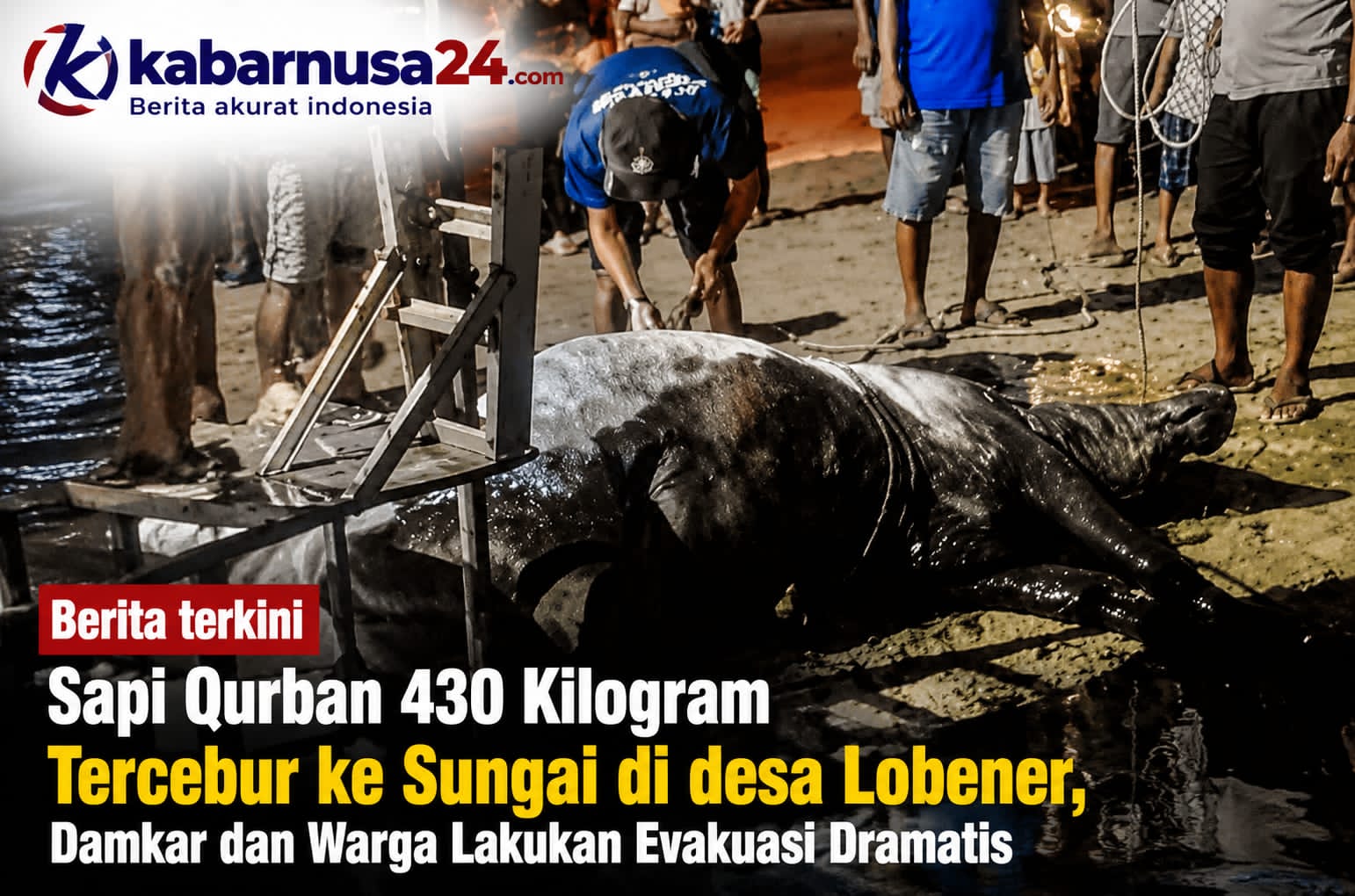 Sapi Qurban 430 Kilogram Tercebur ke Sungai di desa Lobener, Damkar dan Warga Lakukan Evakuasi Dramatis
