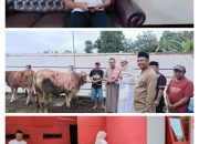PDI Perjuangan Lumajang Tebar Kepedulian di Idul Adha 1447 H, Dua Sapi Kurban Disalurkan untuk Masyarakat