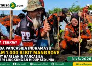 Pemuda Pancasila Indramayu Tanam 1.000 Bibit Mangrove Sambut Hari Lahir Pancasila dan Hari Lingkungan Hidup Sedunia