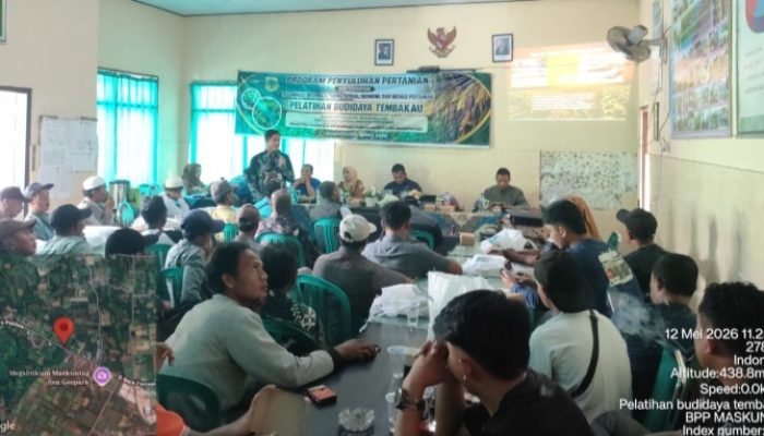 Dinas Pertanian Bondowoso Perkuat SDM Petani melalui Pelatihan Budidaya Tembakau Berkualitas