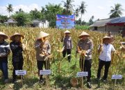 Kapolres Bondowoso Dampingi Panen Raya Jagung Nasional, Dukungan Nyata Menuju Swasembada Pangan