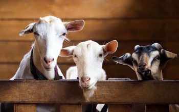 Ini Panduan Penyembelihan Hewan Qurban Menurut Pakar IPB