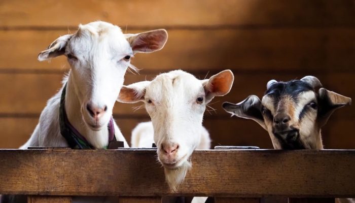 Ini Panduan Penyembelihan Hewan Qurban Menurut Pakar IPB