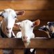Ini Panduan Penyembelihan Hewan Qurban Menurut Pakar IPB