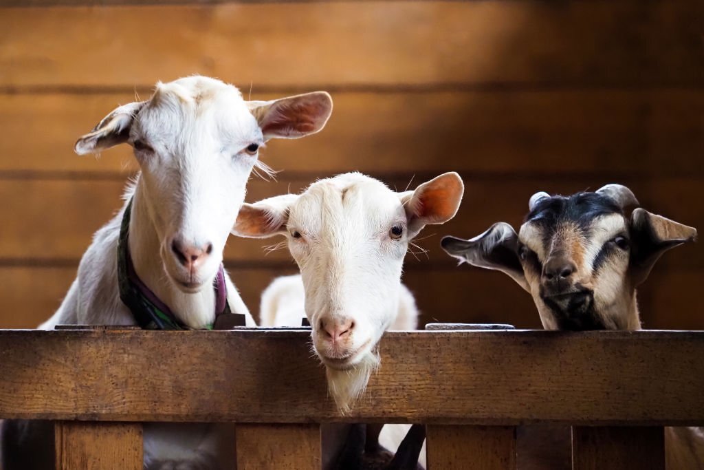 Ini Panduan Penyembelihan Hewan Qurban Menurut Pakar IPB