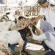 Berqurban Itu Berat, yang Ringan Beralasan