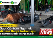 Sapi Qurban Ngamuk di desa Kroya Indramayu, Sejumlah Motor Warga Rusak