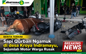 Sapi Qurban Ngamuk di desa Kroya Indramayu, Sejumlah Motor Warga Rusak Sapi Qurban Ngamuk di desa Kroya Indramayu, Sejumlah Motor Warga Rusak