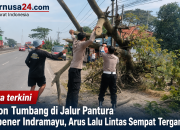Pohon Tumbang di Jalur Pantura Lohbener Indramayu, Arus Lalu Lintas Sempat Terganggu