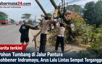 Pohon Tumbang di Jalur Pantura Lohbener Indramayu, Arus Lalu Lintas Sempat Terganggu Pohon Tumbang di Jalur Pantura Lohbener Indramayu, Arus Lalu Lintas Sempat Terganggu