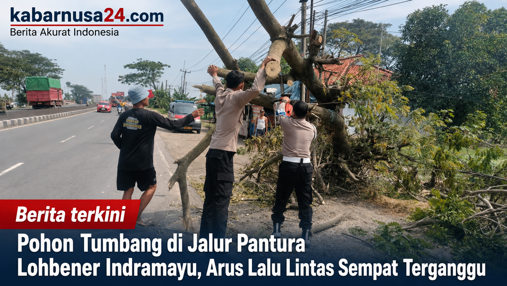 Pohon Tumbang di Jalur Pantura Lohbener Indramayu, Arus Lalu Lintas Sempat Terganggu