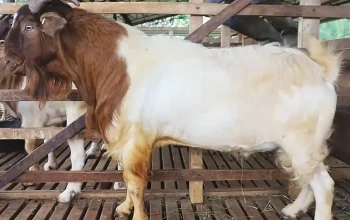BASSRA Surati Menhaj, Minta Patuhi Fatwa MUI Soal Dam