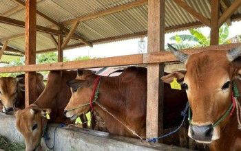 Ini Ciri Hewan Qurban yang Sehat Menurut Pakar Peternakan