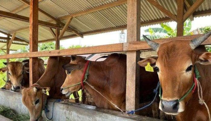 Ini Ciri Hewan Qurban yang Sehat Menurut Pakar Peternakan