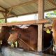 Ini Ciri Hewan Qurban yang Sehat Menurut Pakar Peternakan