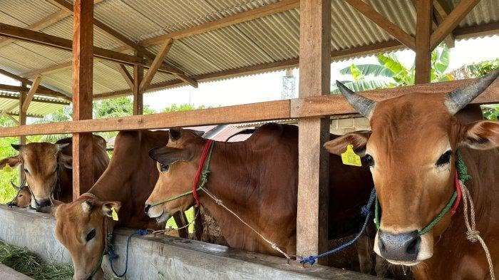 Ini Ciri Hewan Qurban yang Sehat Menurut Pakar Peternakan