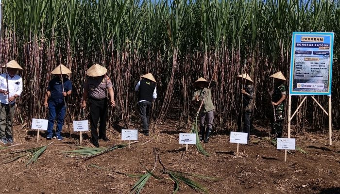 Bongkar Ratoon Tebu Dipercepat, Bondowoso Optimistis Tingkatkan Produktivitas Menuju Swasembada Gula Nasional Bongkar Ratoon Tebu Dipercepat, Bondowoso Optimistis Tingkatkan Produktivitas Menuju Swasembada Gula Nasional