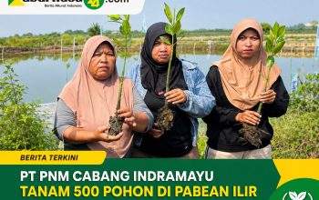 PT PNM Cabang Indramayu Tanam 500 Pohon di Pabean Ilir, Dukung Pelestarian Lingkungan dan SDGs PT PNM Cabang Indramayu Tanam 500 Pohon di Pabean Ilir, Dukung Pelestarian Lingkungan dan SDGs