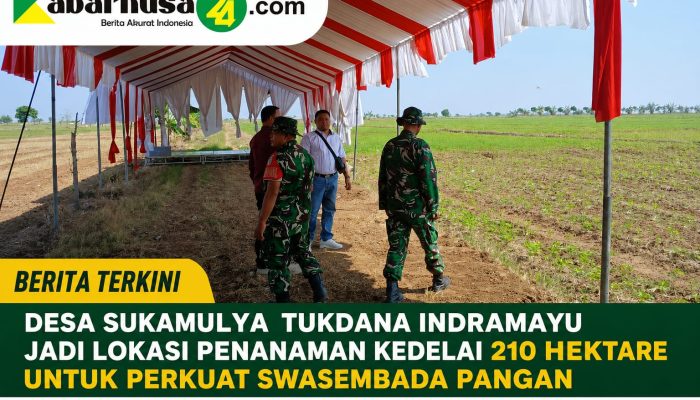 Desa Sukamulya Tukdana Indramayu Jadi Lokasi Penanaman Kedelai 210 Hektare untuk Perkuat Swasembada Pangan
