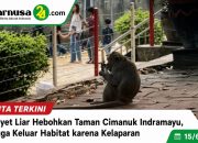 Monyet Liar Hebohkan Taman Cimanuk Indramayu, Diduga Keluar Habitat karena Kelaparan