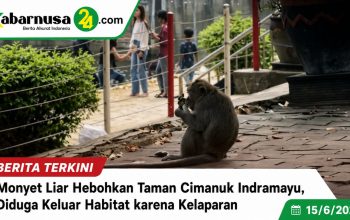 Monyet Liar Hebohkan Taman Cimanuk Indramayu, Diduga Keluar Habitat karena Kelaparan