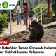 Monyet Liar Hebohkan Taman Cimanuk Indramayu, Diduga Keluar Habitat karena Kelaparan