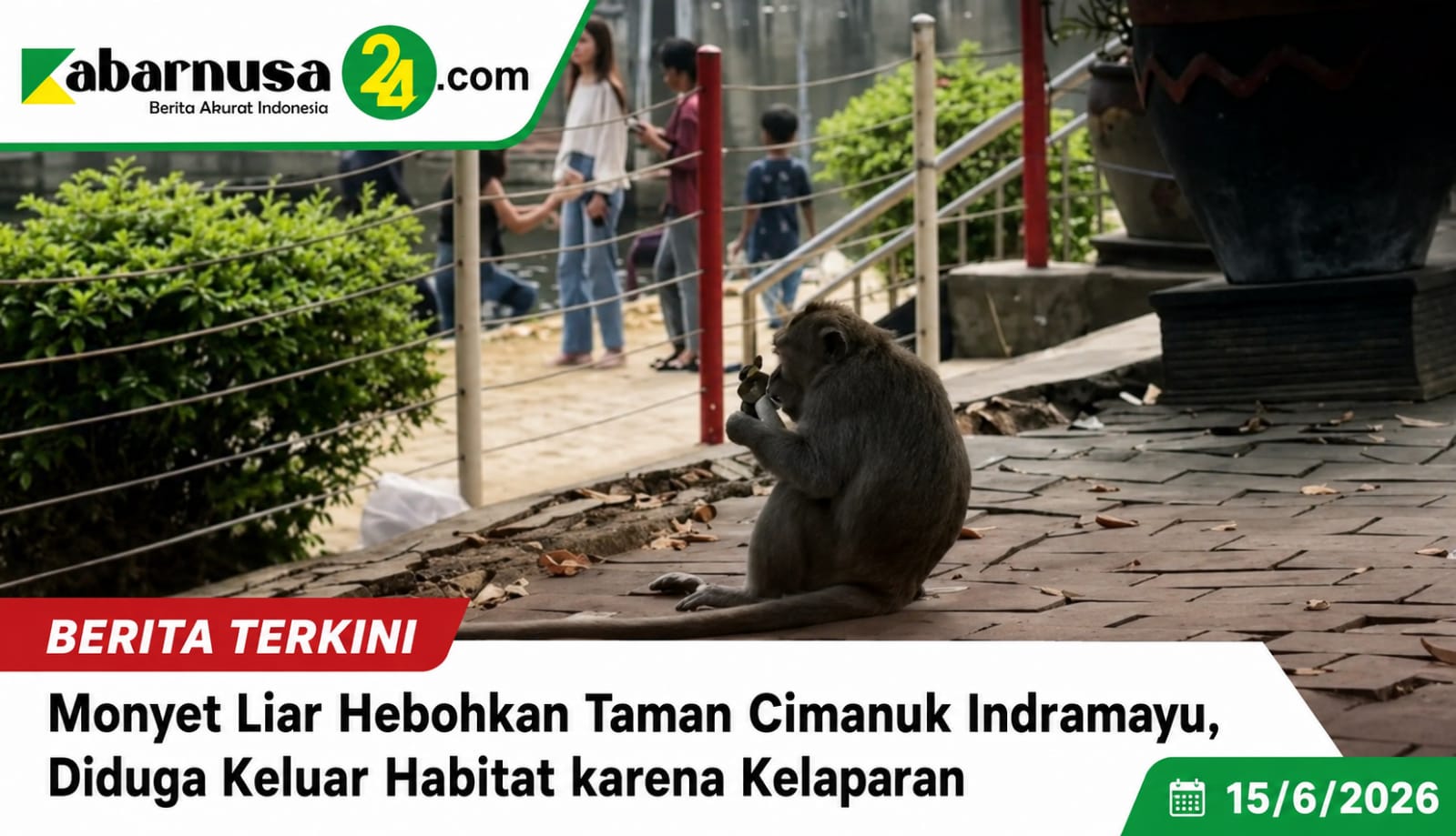 Monyet Liar Hebohkan Taman Cimanuk Indramayu, Diduga Keluar Habitat karena Kelaparan