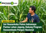 Sat Resnarkoba Polres Indramayu Pantau Lahan Jagung, Dukung Program Swasembada Pangan Nasional