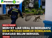 Monyet Liar Viral di Indramayu Bikin Petugas Damkar Kewalahan, Evakuasi Belum Berhasil