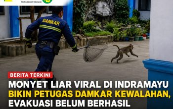 Monyet Liar Viral di Indramayu Bikin Petugas Damkar Kewalahan, Evakuasi Belum Berhasil