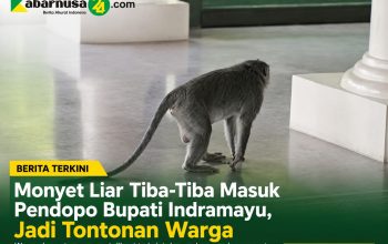 Monyet Liar Tiba-Tiba Masuk Pendopo Bupati Indramayu, Jadi Tontonan Warga Monyet Liar Tiba-Tiba Masuk Pendopo Bupati Indramayu, Jadi Tontonan Warga