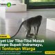 Monyet Liar Tiba-Tiba Masuk Pendopo Bupati Indramayu, Jadi Tontonan Warga