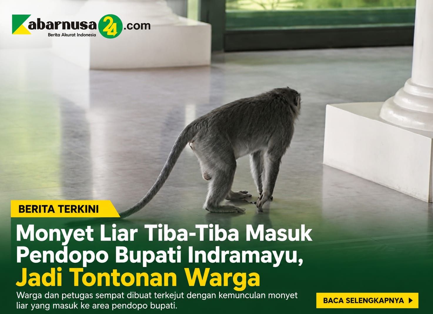 Monyet Liar Tiba-Tiba Masuk Pendopo Bupati Indramayu, Jadi Tontonan Warga