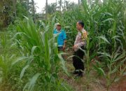 Bhabinkamtibmas Polsek Tapen Turun ke Lahan Jagung, Perkuat Ketahanan Pangan dan Dukung Swasembada Nasional