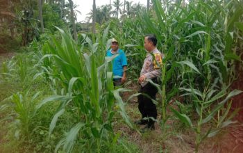 Bhabinkamtibmas Polsek Tapen Turun ke Lahan Jagung, Perkuat Ketahanan Pangan dan Dukung Swasembada Nasional