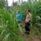 Bhabinkamtibmas Polsek Tapen Turun ke Lahan Jagung, Perkuat Ketahanan Pangan dan Dukung Swasembada Nasional
