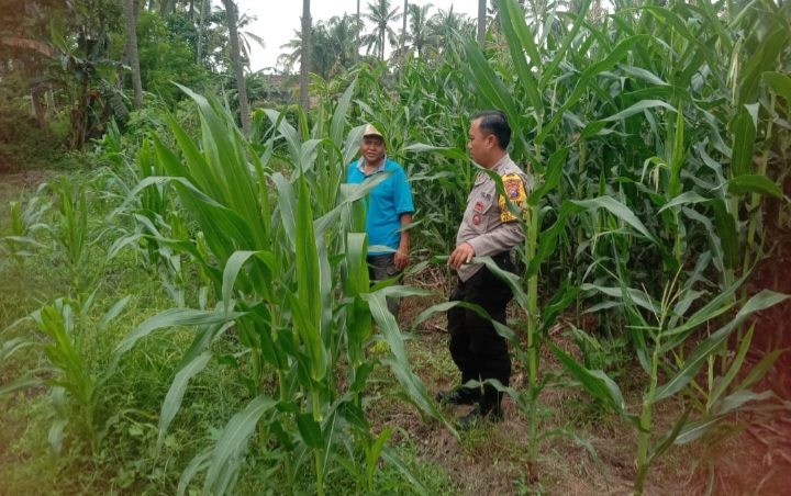Bhabinkamtibmas Polsek Tapen Turun ke Lahan Jagung, Perkuat Ketahanan Pangan dan Dukung Swasembada Nasional