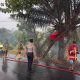 Pohon Sawit Terbakar di Jembatan Sindang Kotabumi, Polisi dan Damkar Bergerak Cepat Padamkan Api