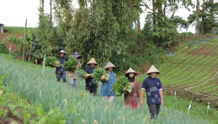 PT Astra International Tbk : Dari Rumah Koran di Desa Sejahtera Astra Kanreapia Menjadi Sentra Sayuran di Sulawesi Selatan