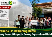 Pertamina EP Jatibarang Bantu Packing House Hidroponik, Dorong Sayuran Lokal Naik Kelas